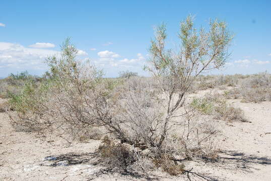 Plancia ëd Haloxylon ammodendron (C. A. Mey.) Bge ex Fenzl