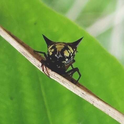 Image of Micrathena schenkeli Mello-Leitão 1939