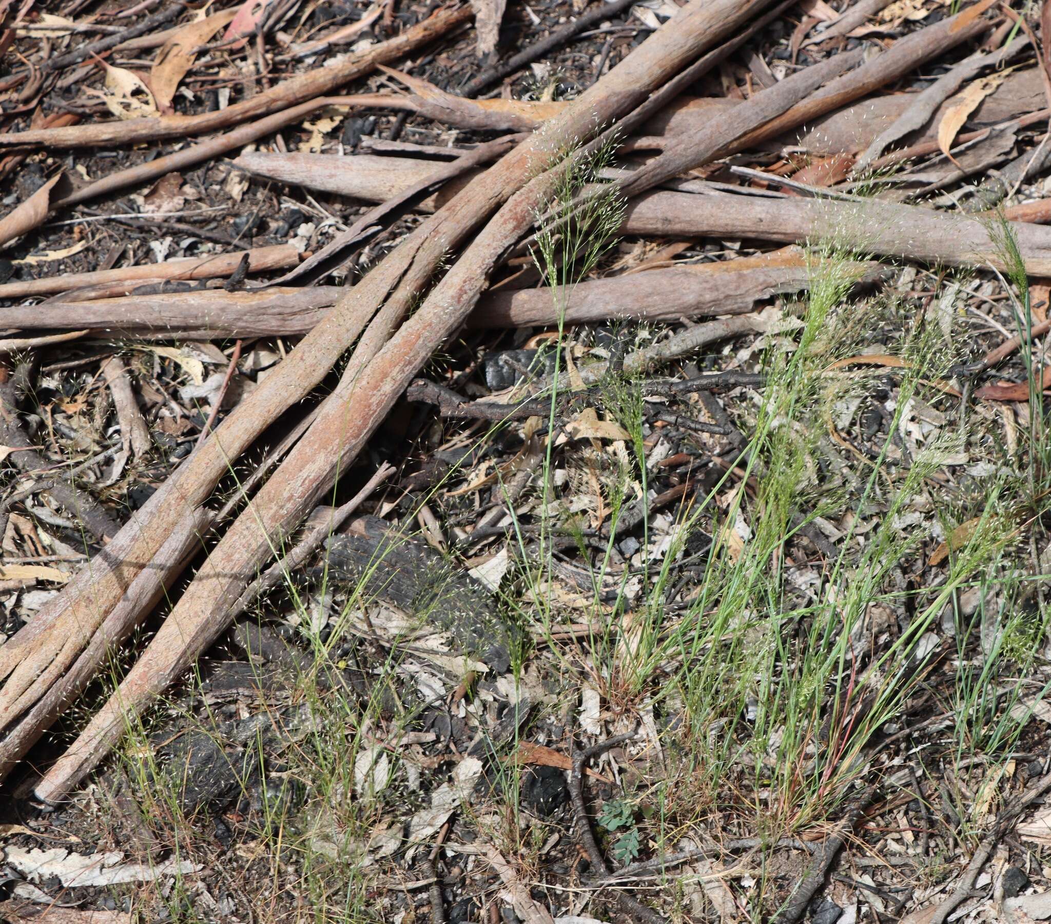 Image of silver hairgrass