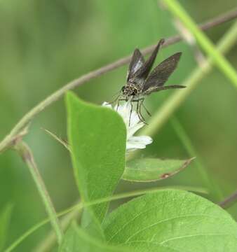 Image of Aeromachus plumbeola Felder 1867