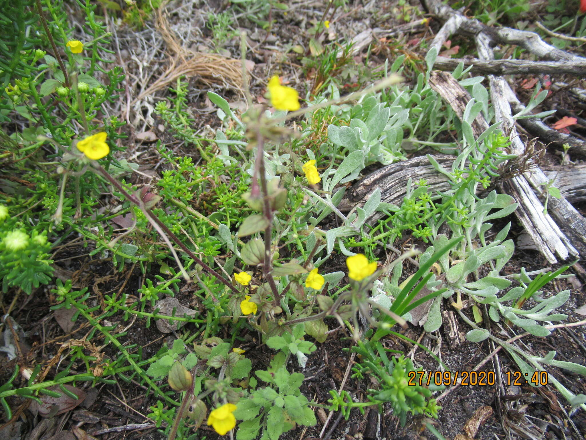 Image of Hemimeris racemosa (Houtt.) Merrill