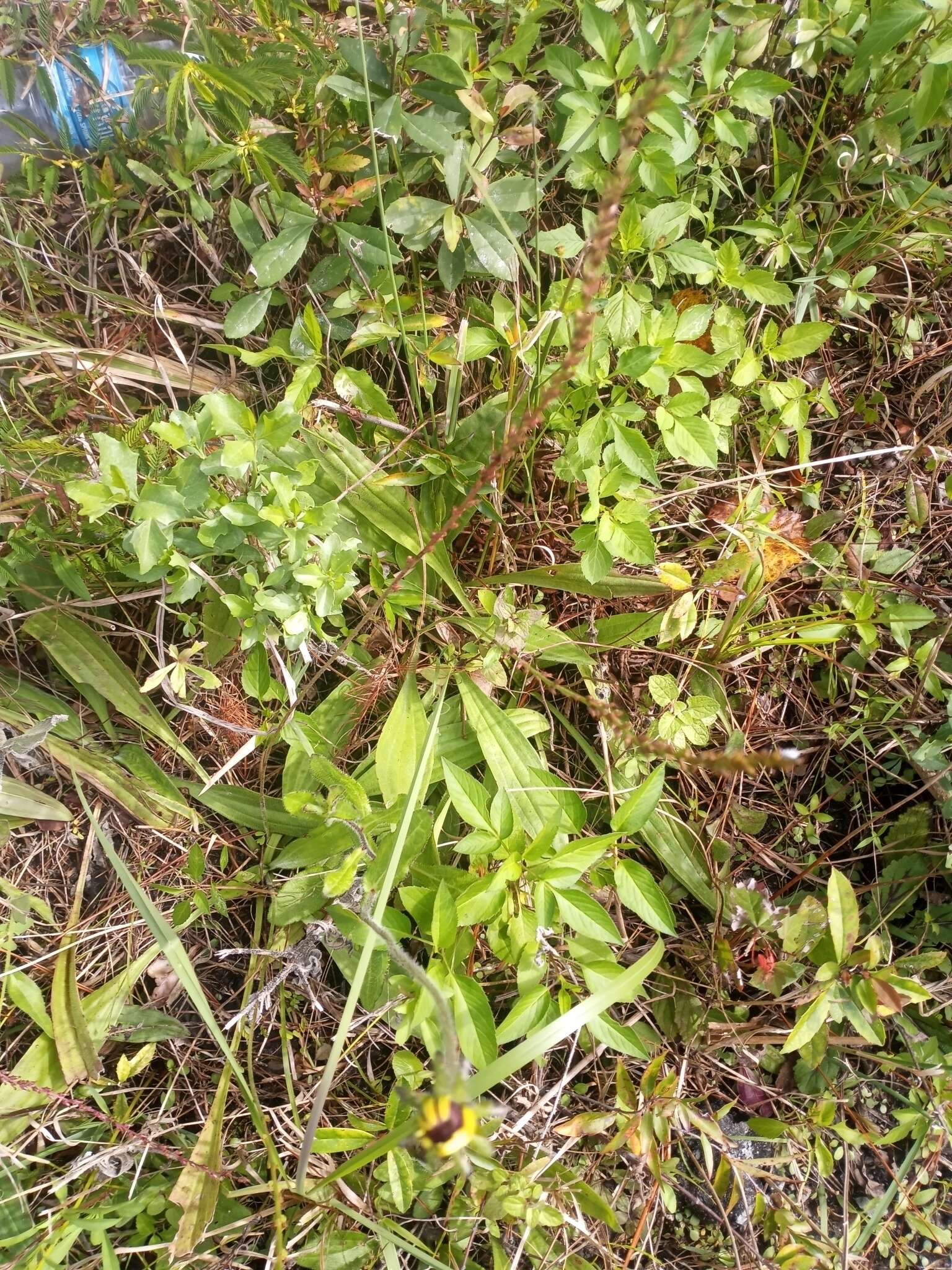 صورة Plantago sparsiflora Michx.