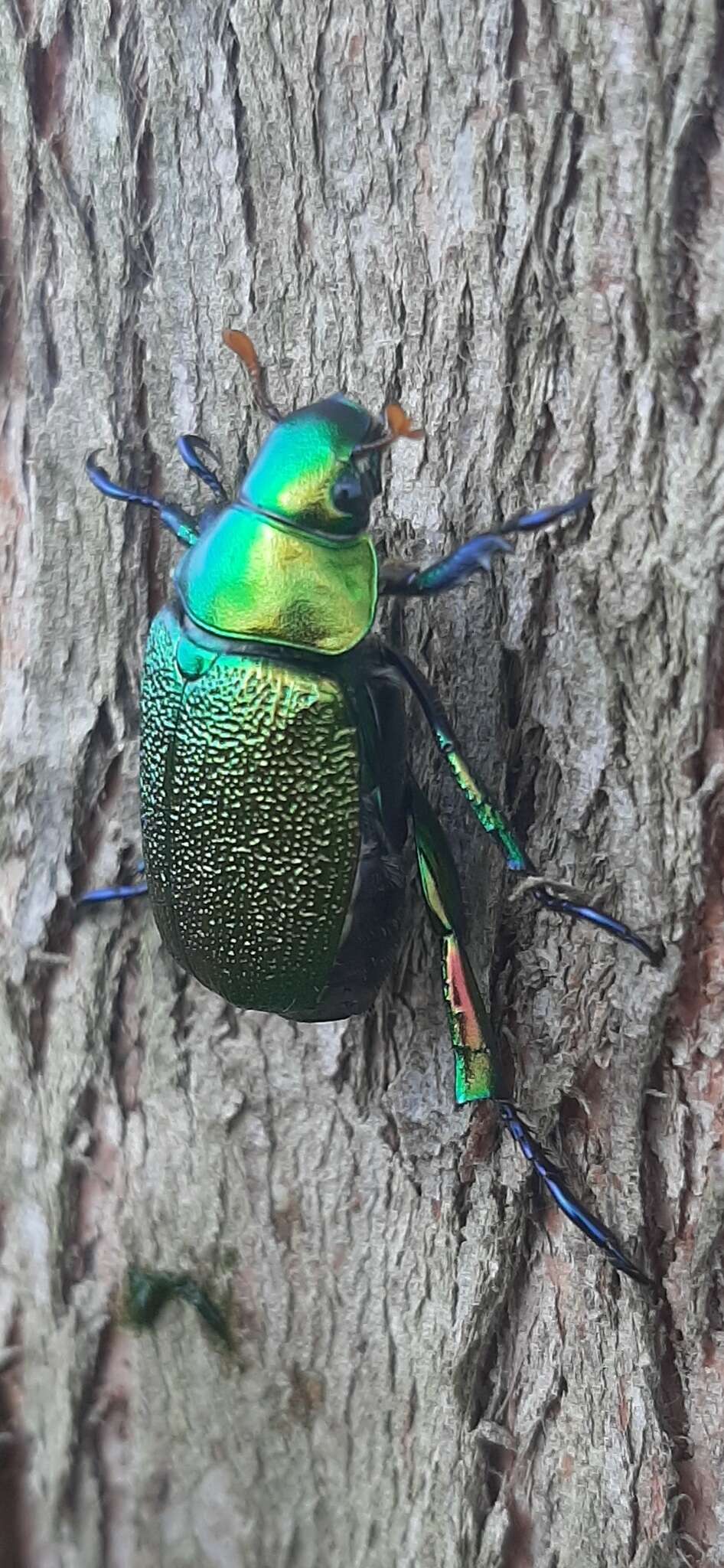 Imagem de Chrysophora chrysochlora (Latreille 1812)