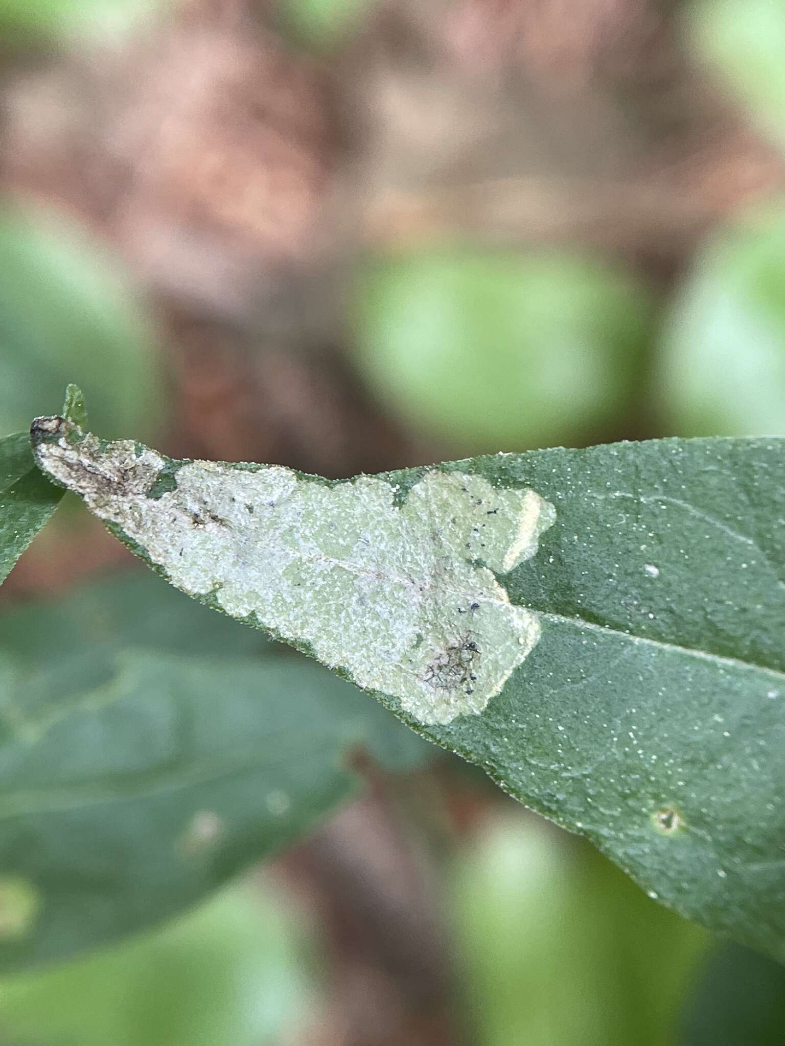 Image of <i>Liriomyza pistilla</i>