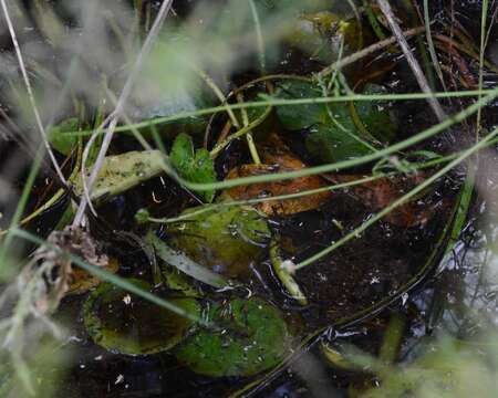 Слика од Ornduffia albiflora (F. Müll.) Tippery & Les