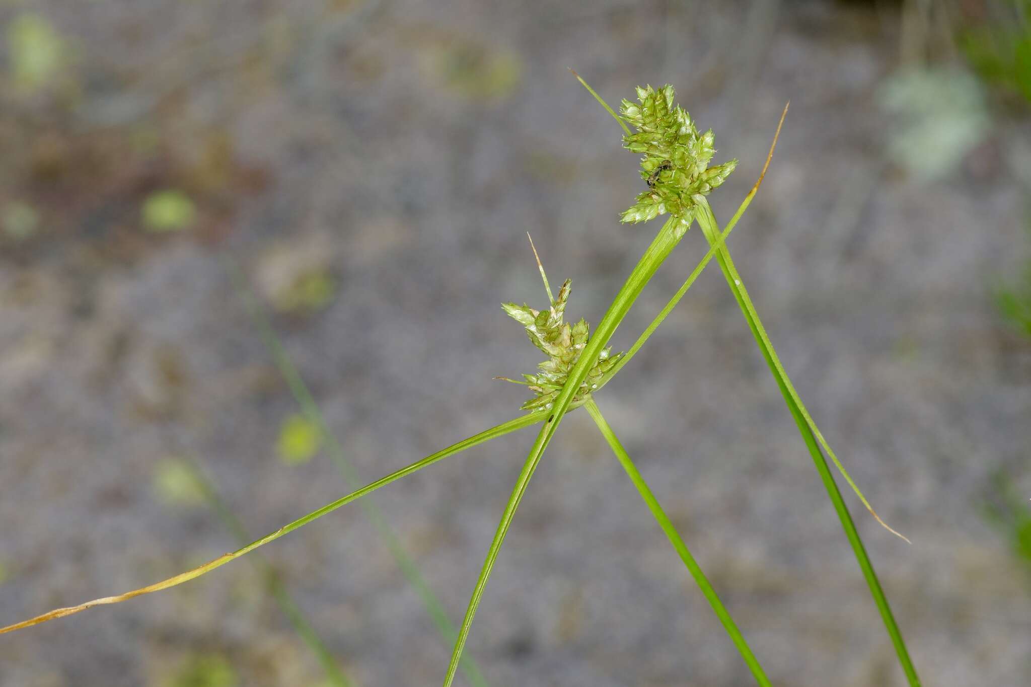 Cyperus fendlerianus Boeckeler的圖片