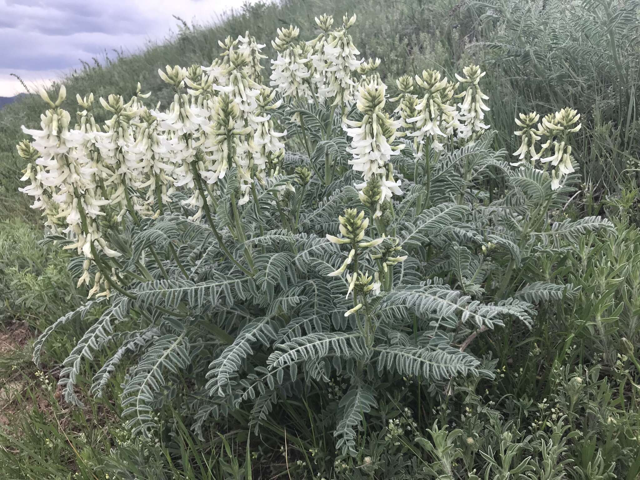 Imagem de Astragalus drummondii Dougl.