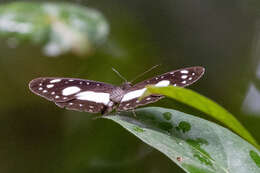 Image of Pantoporia venilia Linnaeus 1758