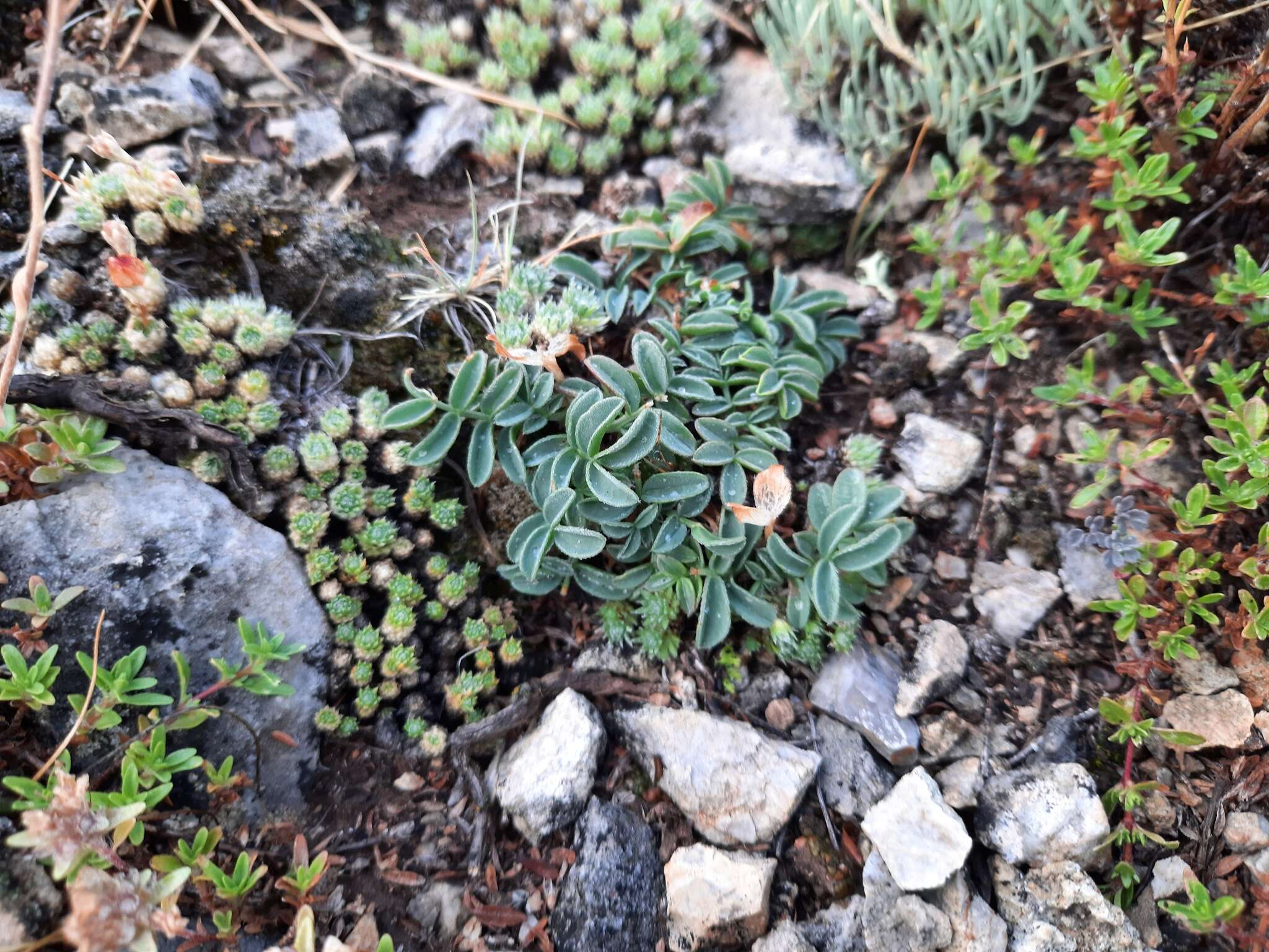 Image de Oxytropis intermedia Bunge