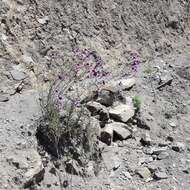 Image of salpiglossis