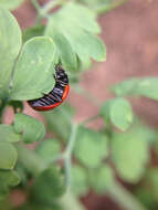 Image of lady beetles