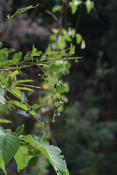 Plancia ëd Cayaponia attenuata (Hook. & Arn.) Cogn.