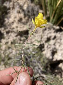 Image of <i>Oenothera gayleana</i>