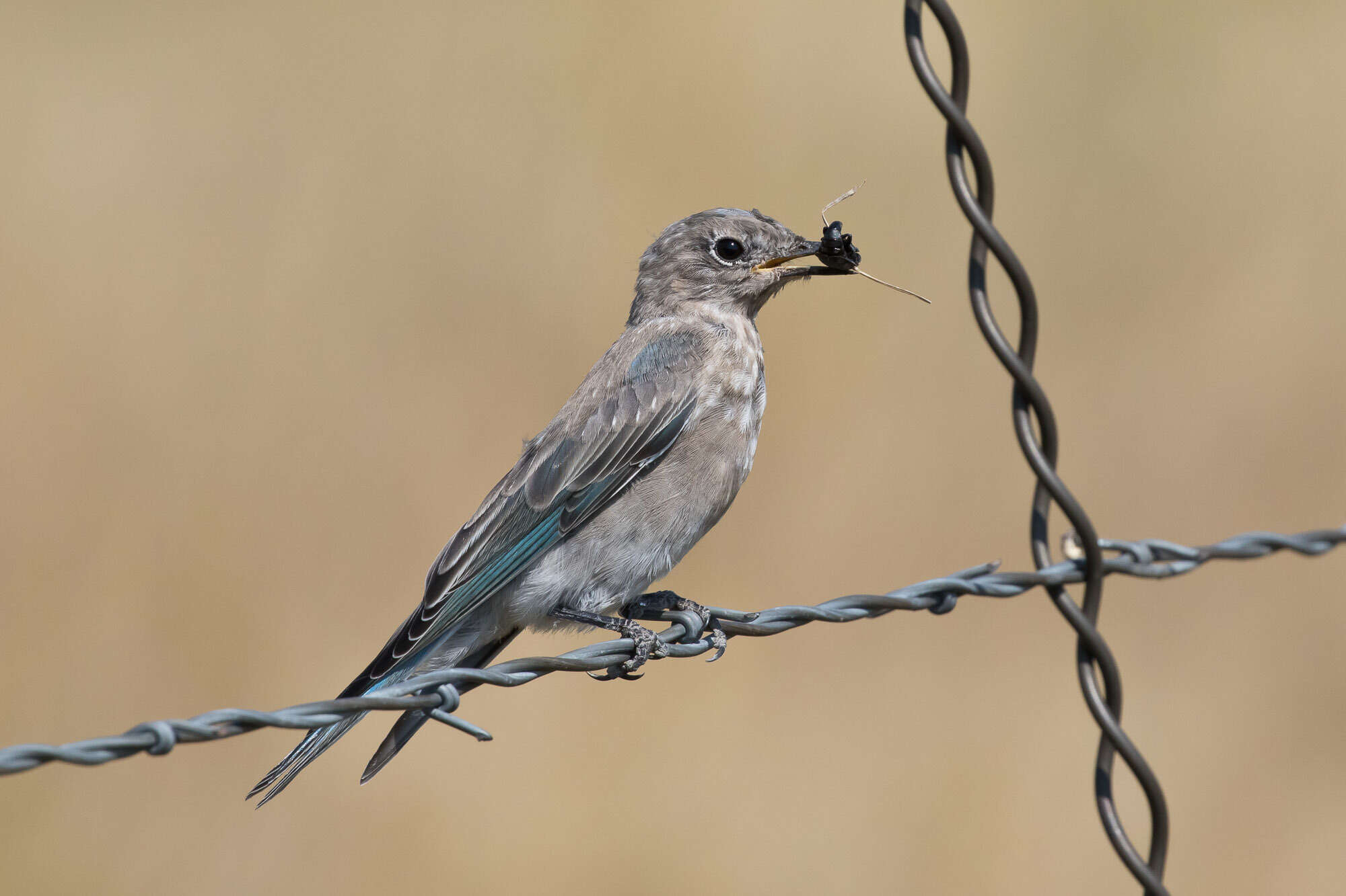 Image of Mountain Bluebird