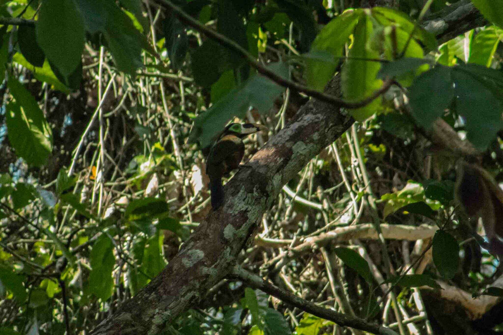 Image of Gould's Toucanet