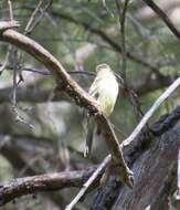 Empidonax occidentalis Nelson 1897的圖片