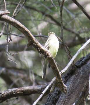 Empidonax occidentalis Nelson 1897的圖片