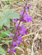 Image of Salvia japonica Thunb.