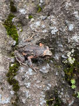 Sivun Eleutherodactylus angustidigitorum (Taylor 1940) kuva