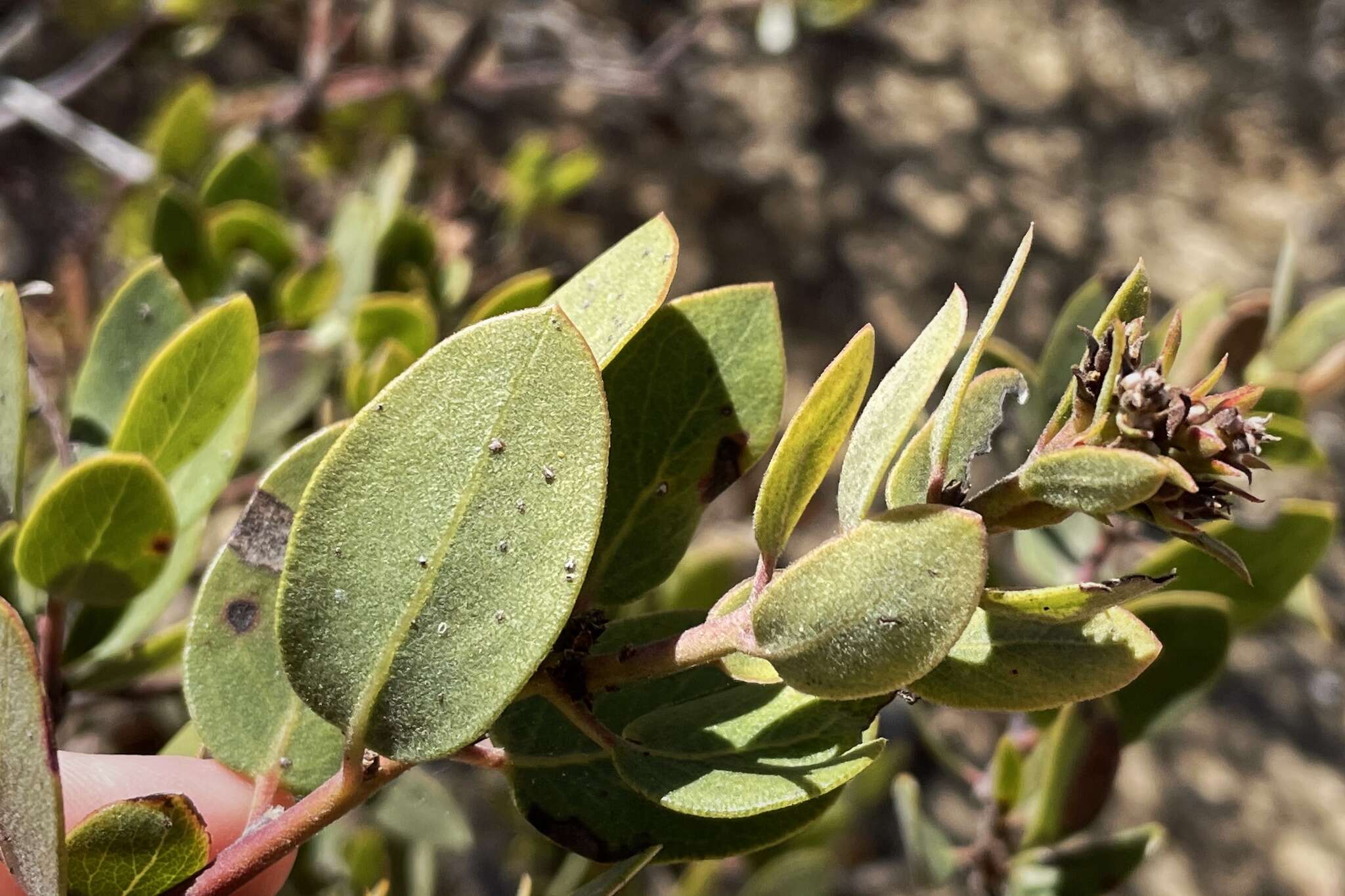 Image of Del Mar manzanita