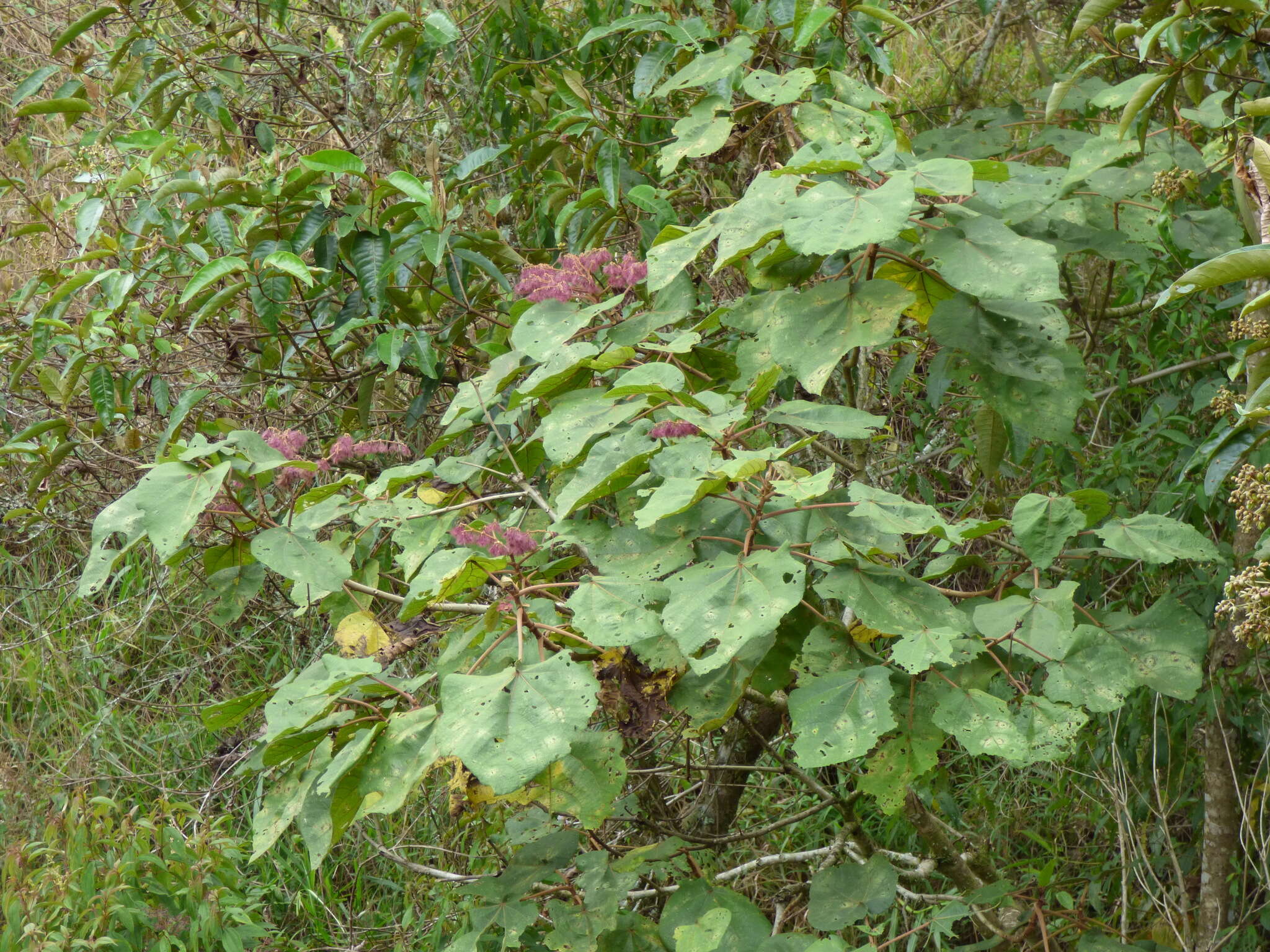 Image de Heliocarpus americanus L.