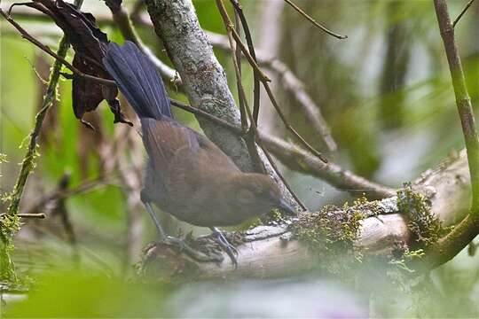 Image of White-shouldered Fire-eye