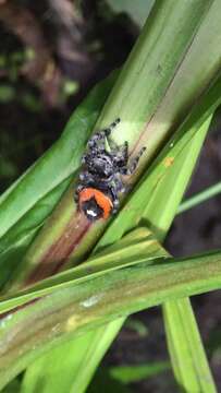 Image of Phidippus princeps pulcherrimus Keyserling 1885