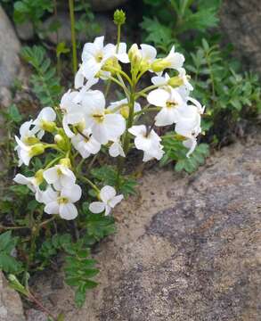 Plancia ëd Cardamine microphylla Adams