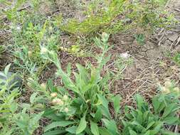 Image of feather-head knapweed