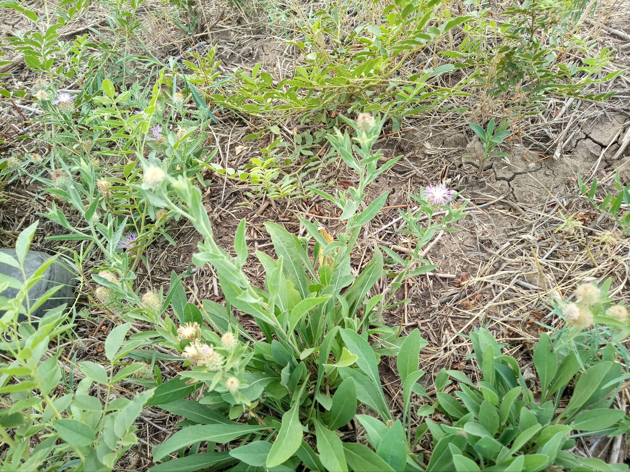 Слика од Centaurea trichocephala Bieb. ex Willd.