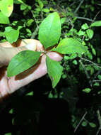 Image of Upland Swamp-Privet