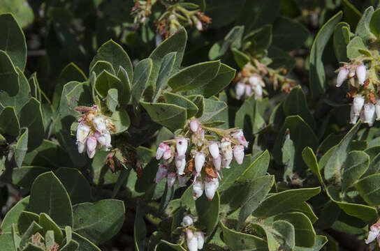 Image of Montara manzanita