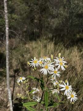 Olearia nernstii F. Müll. resmi