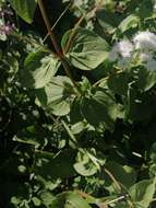 Image of Ageratina pichinchensis (Kunth) R. King & H. Rob.