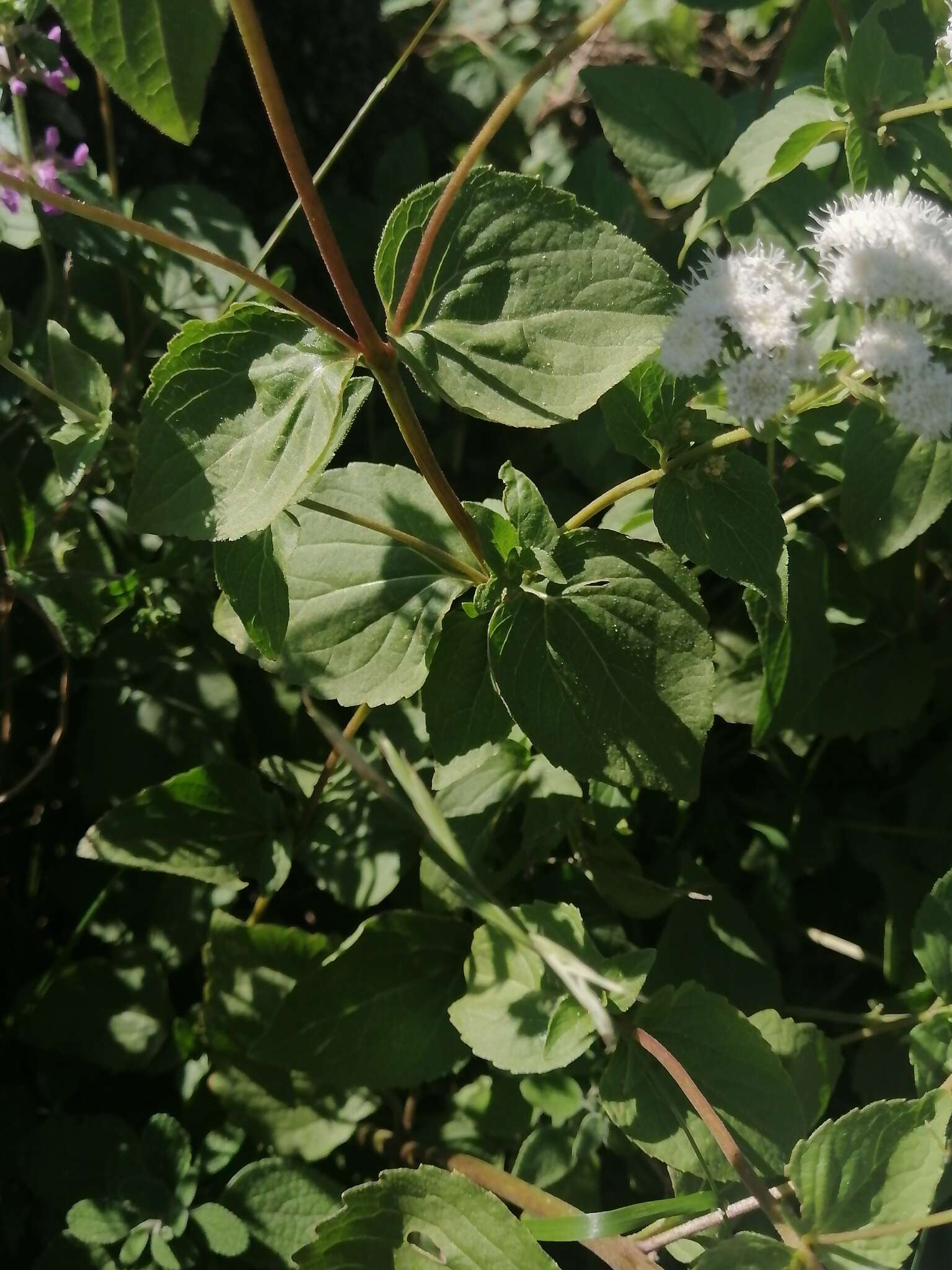 Image of Ageratina pichinchensis (Kunth) R. King & H. Rob.