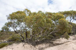 Image de Eucalyptus gracilis F. Müll.