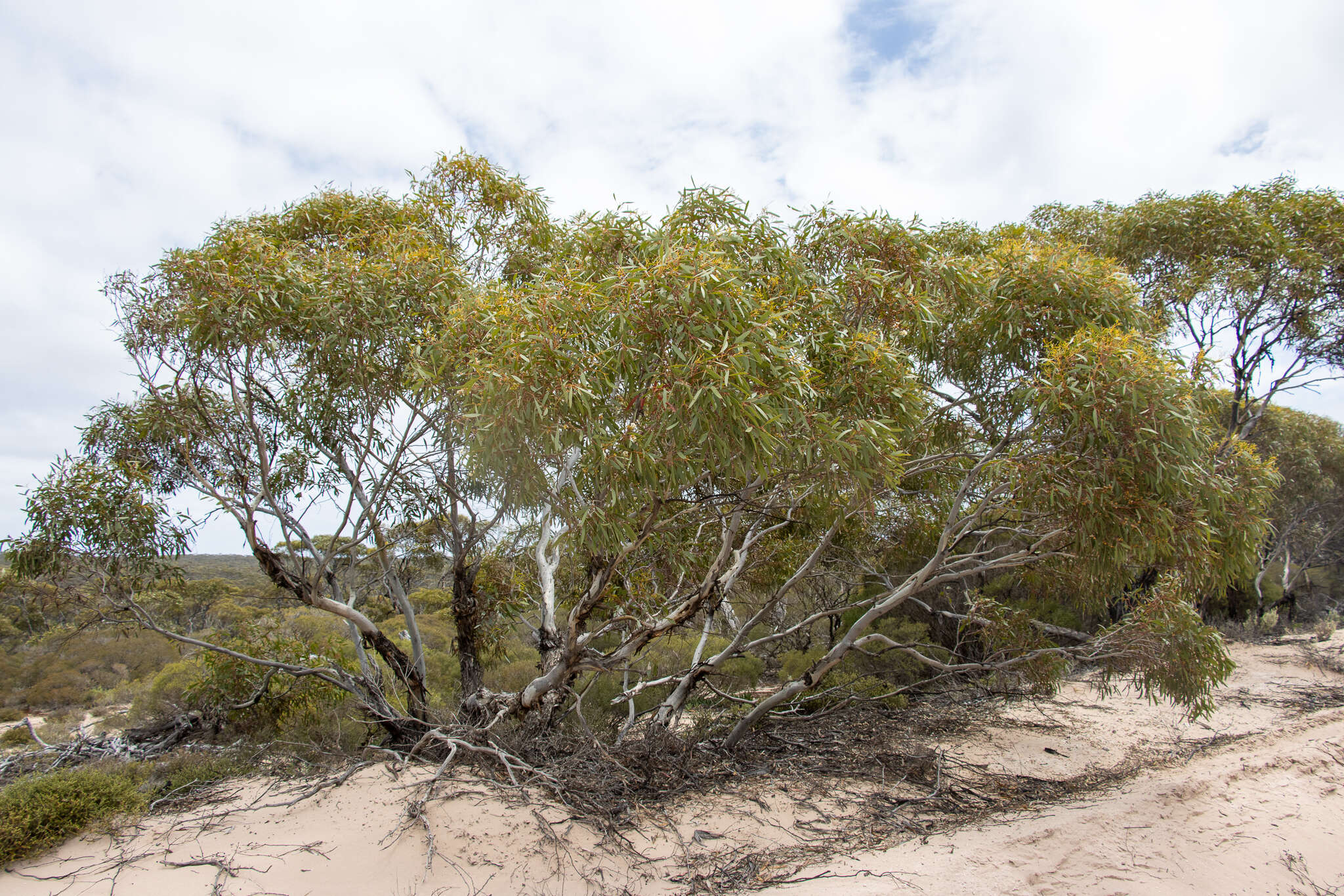 Sivun Eucalyptus gracilis F. Müll. kuva