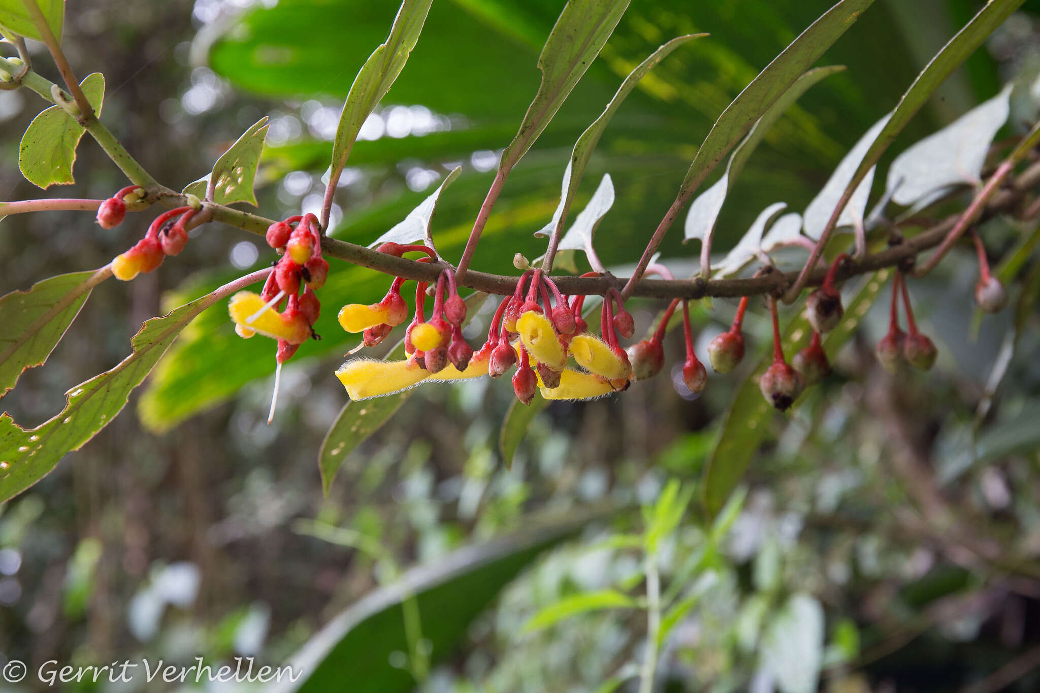 Image of Glossoloma herthae (Mansf.) J. L. Clark