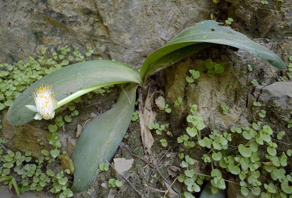 Image of Haemanthus albiflos Jacq.