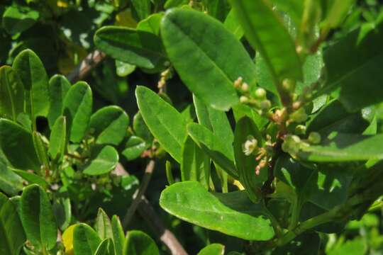 Image of Muehlenbeckia hastulata var. fascicularis (Meisn.) J. Brandbyge