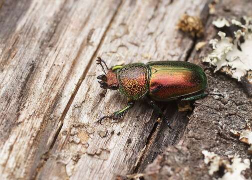 Image of Lamprima aurata Latreille 1817