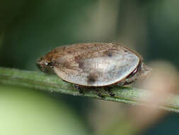 Image of Leafhopper