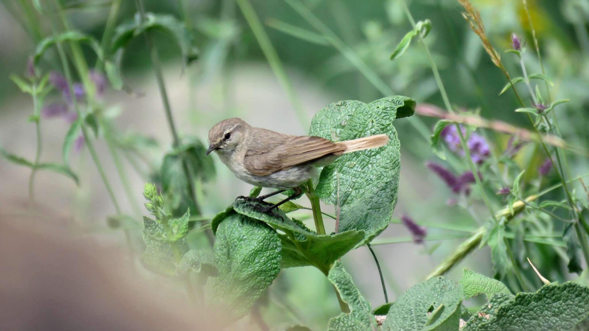 Image of Plain Leaf Warbler