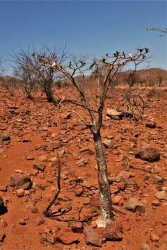 Image of Adenium obesum subsp. boehmianum (Schinz) G. D. Rowley