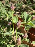 Image of Phyla nodiflora var. nodiflora