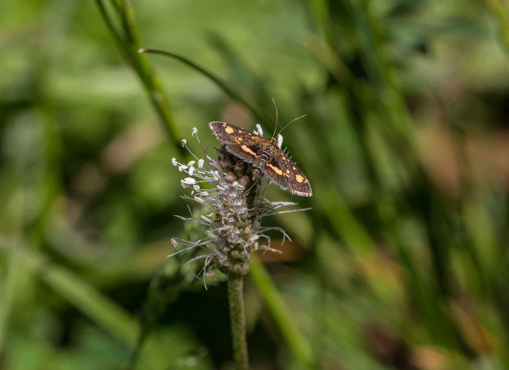 Image of Mint moth