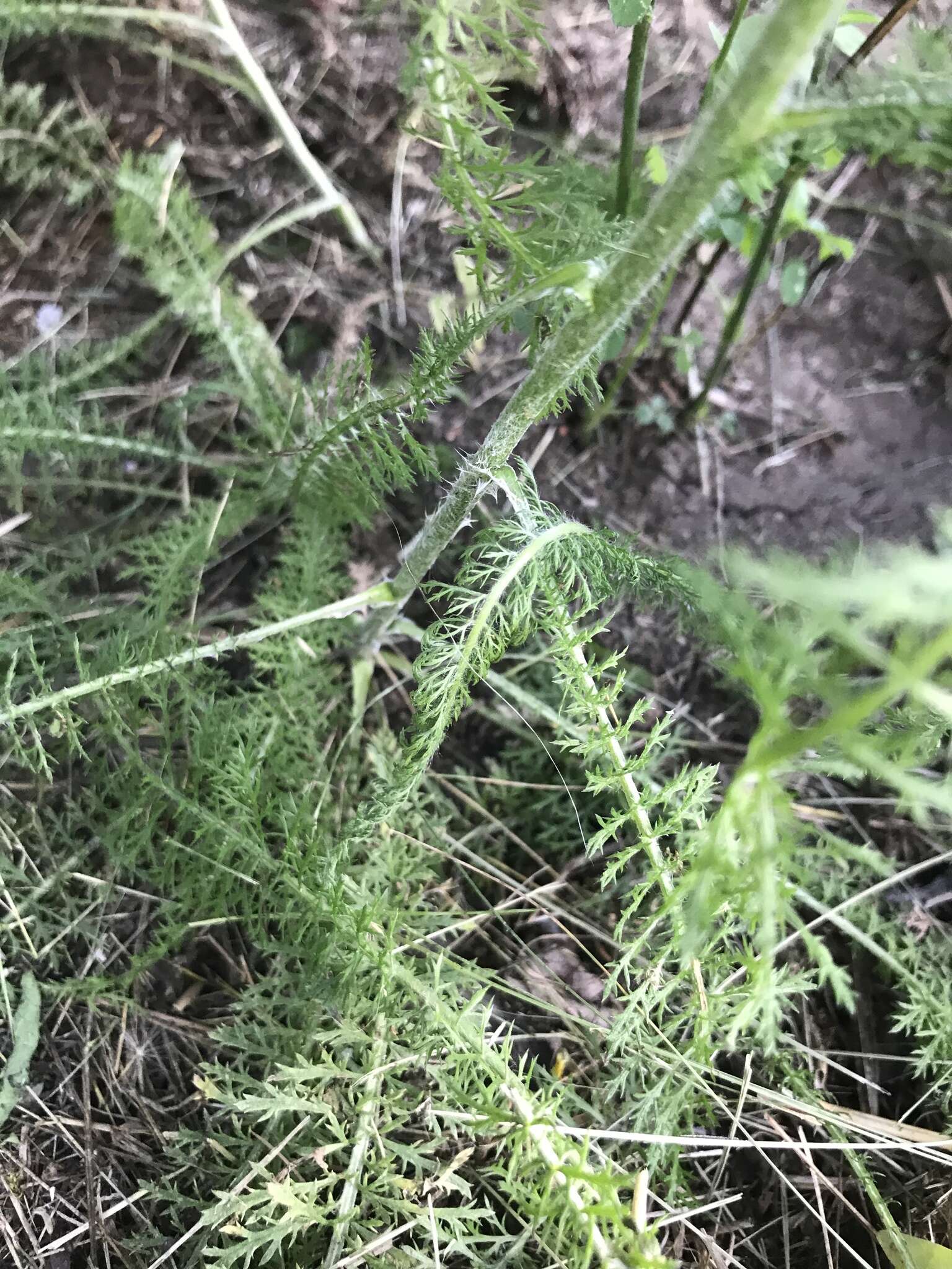 صورة Achillea millefolium var. borealis (Bong.) Farw.