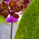 Image of mule-ear orchid