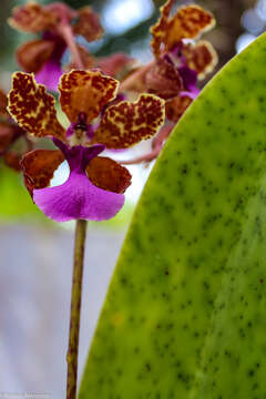 Image of mule-ear orchid