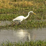 Image of Ardea alba melanorhynchos Wagler 1827